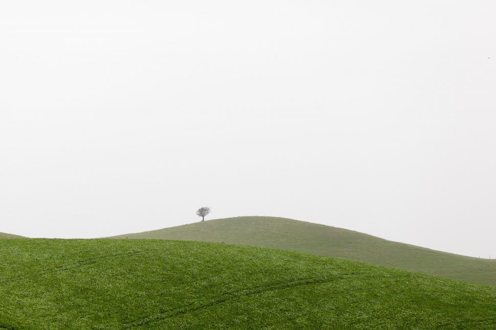 Free Image of Lone Tree Standing on Grassy Hill 