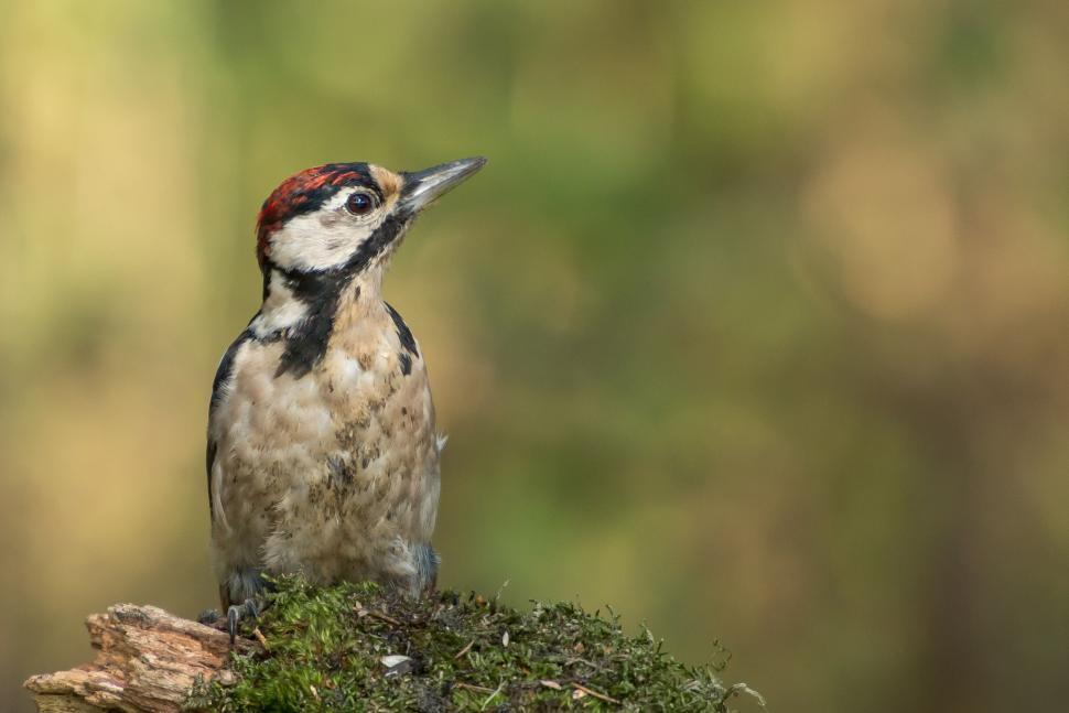 Free Image of Woodpecker Perched on Moss-Covered Rock 