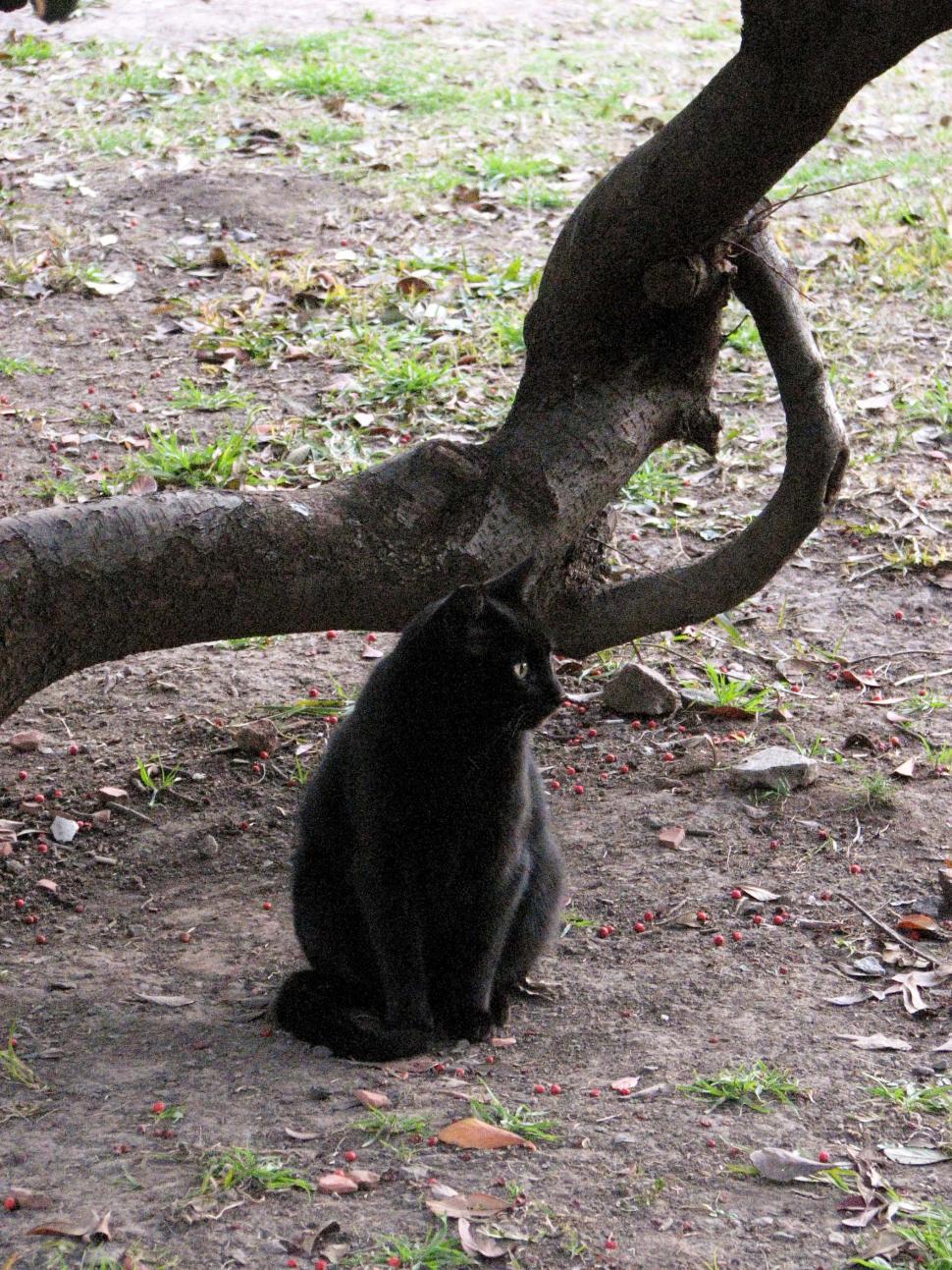 Free Image of Black Cat Sitting Beside Tree 