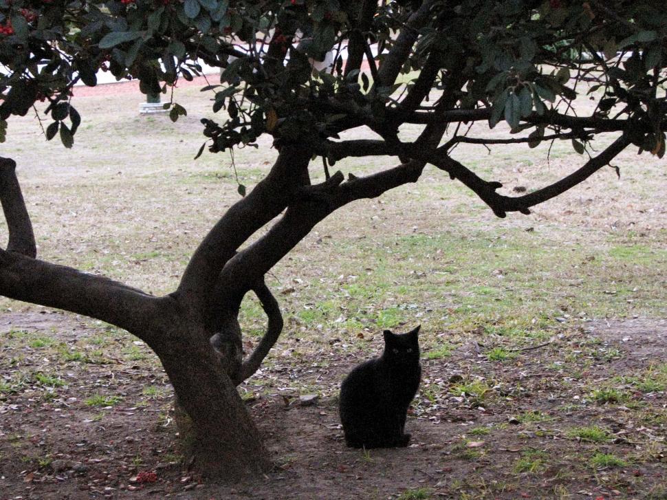 Free Image of Black Cat Sitting Under Tree in Field 