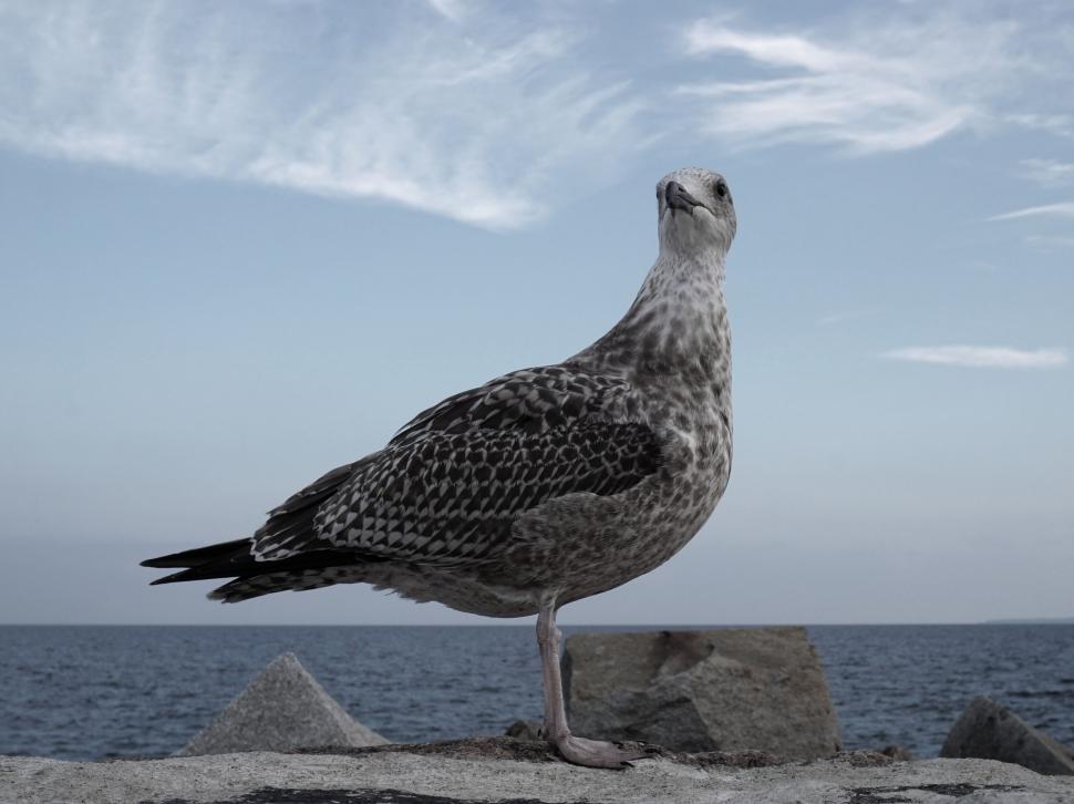 Free Image of Seagull Perched on Rock 