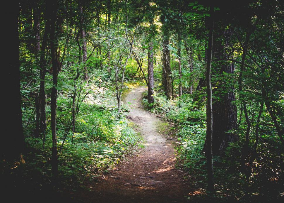 Free Image of Path Cutting Through Dense Forest 