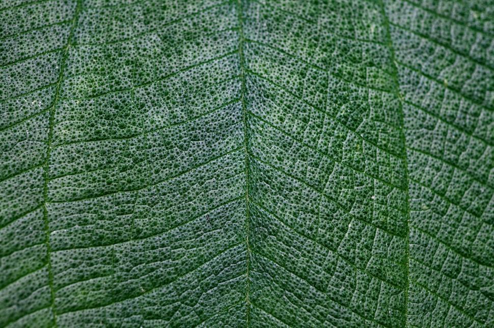 Free Image of Close Up View of a Green Leaf 