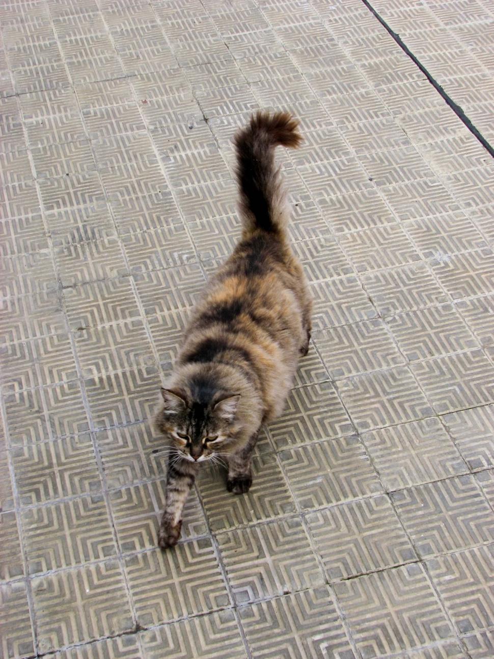 Free Image of Cat Walking Across Tiled Floor Next to Fire Hydrant 