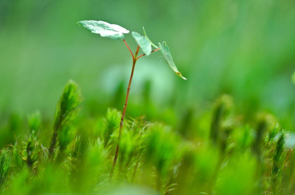 Free Image of Small Green Plant Sprouts From Ground 