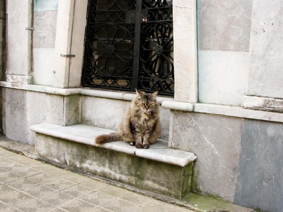 Free Image of Cat Sitting on Step in Front of Building 