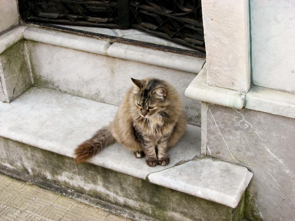 Free Image of Cat Sitting on Building Step 