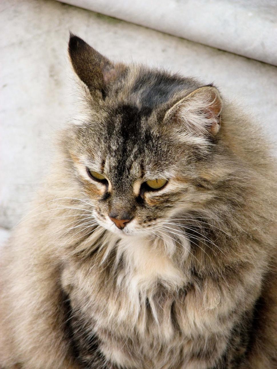 Free Image of Fluffy Cat Sitting Next to Wall 