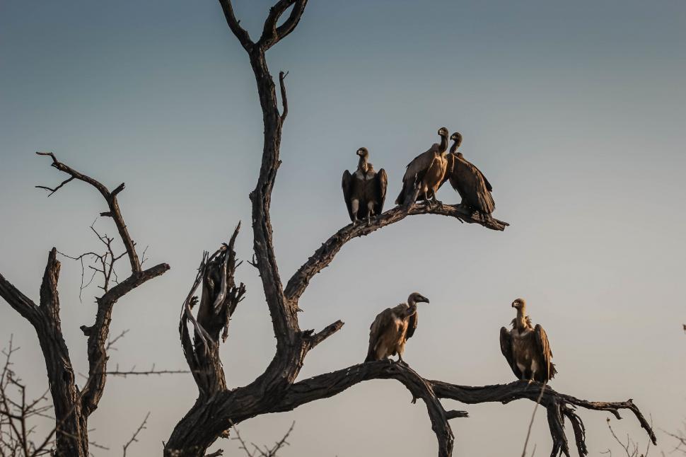 Free Image of Group of Birds Perched on Tree Branch 