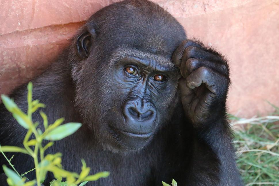 Free Image of Close Up of Gorilla Standing Near Wall 