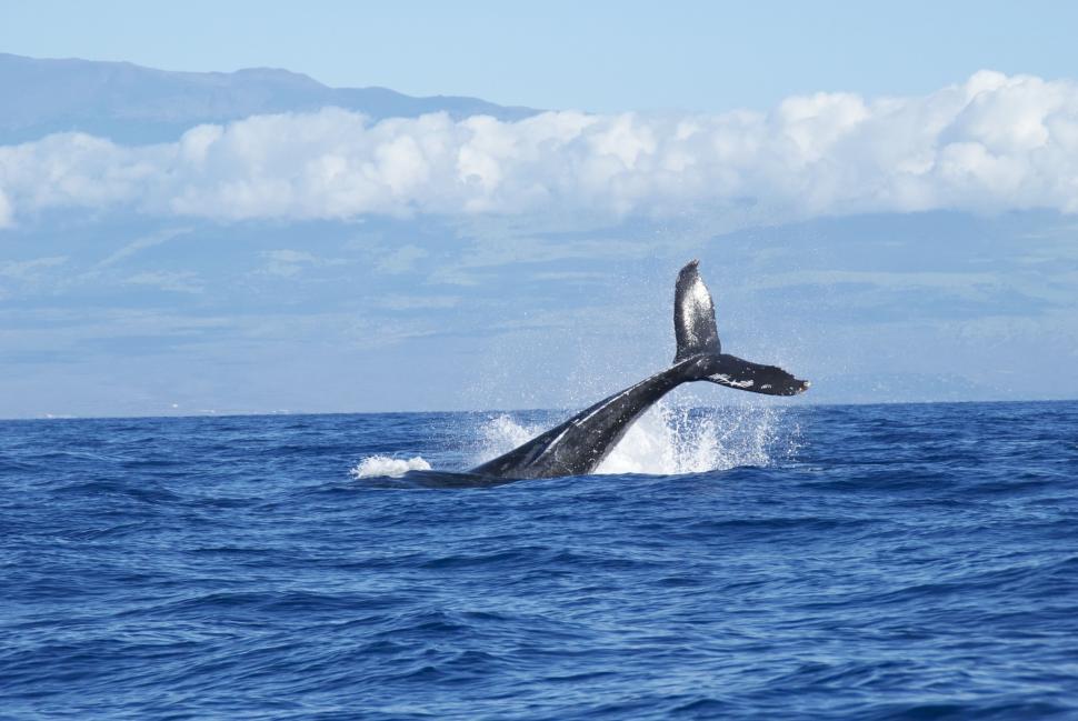 Free Image of Humpback Whale Dives Out of the Water 
