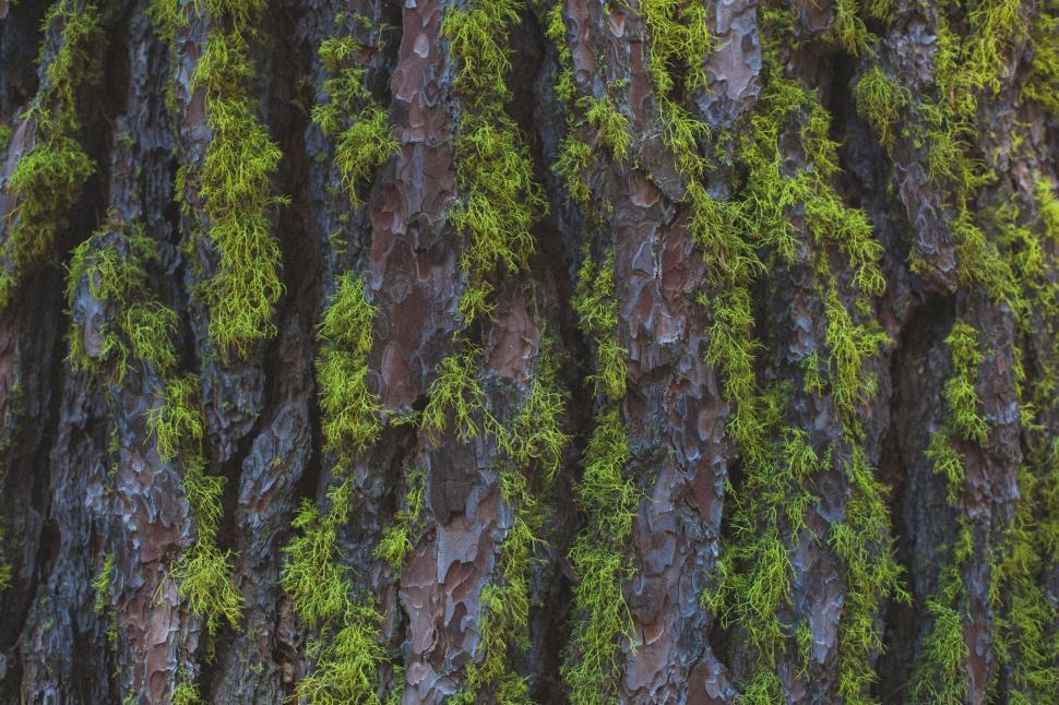Free Image of Close Up of Tree Covered in Green Moss 