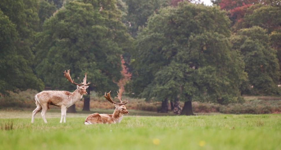 Free Image of Deer Standing on Lush Green Field 
