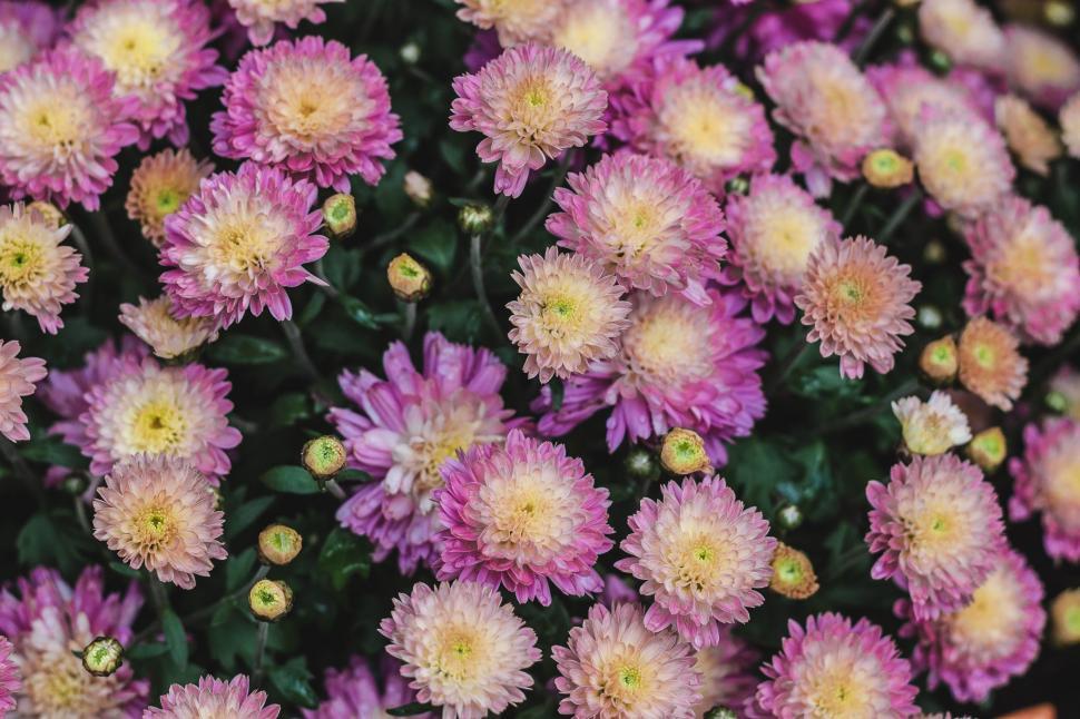 Free Image of Cluster of Purple and Yellow Flowers 