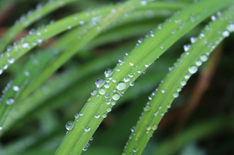 Free Image of Water Droplets on Green Plant 