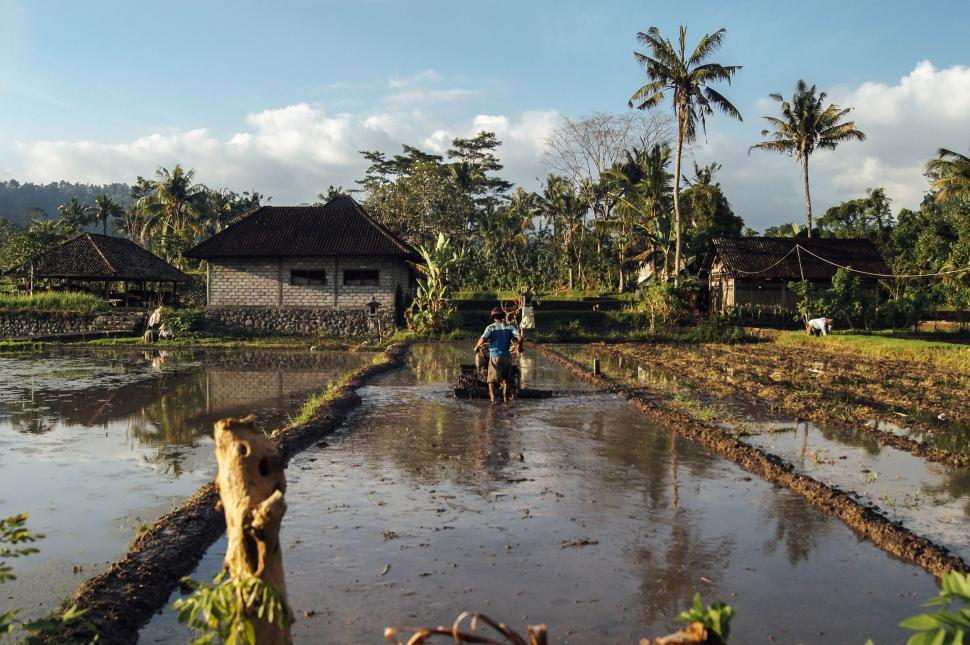 Free Image of People Working in a Rice Field 