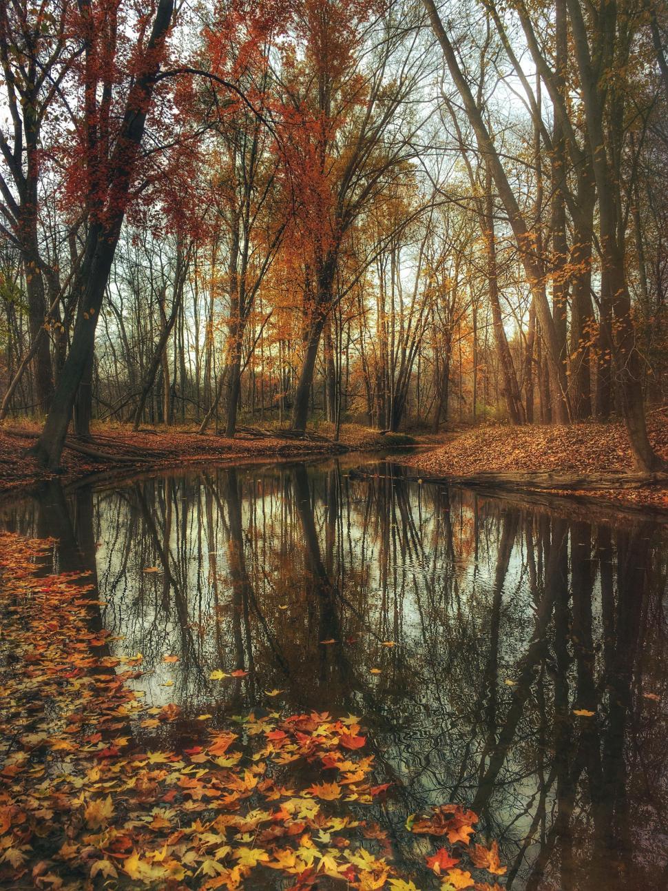 Free Image of Pond Surrounded by Trees in Autumn 