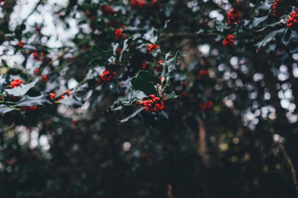 Free Image of Tree With Red Berries 