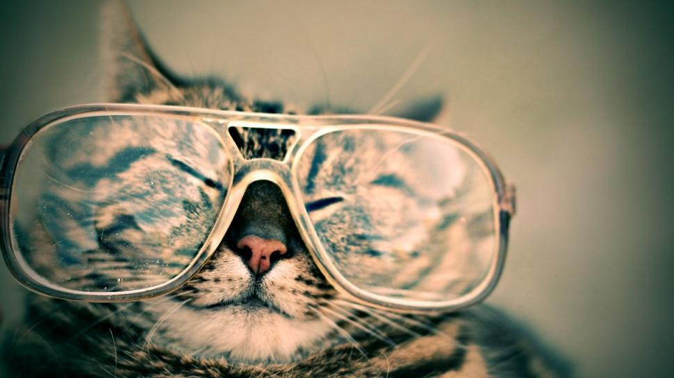 Free Image of Cat Wearing Glasses With Eyes Closed 