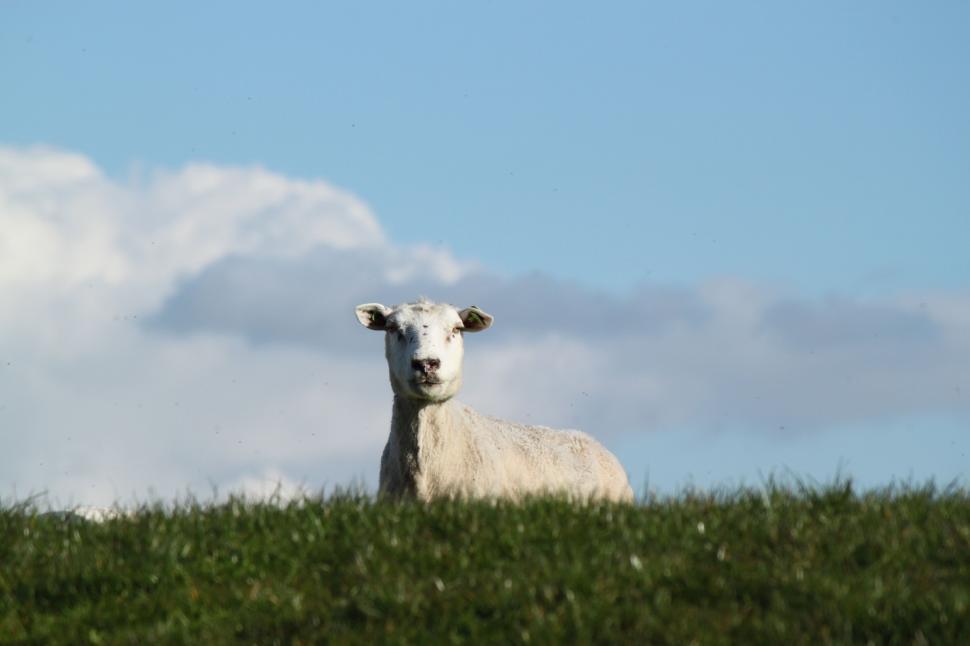 Free Image of White Sheep Sitting in Grass Field 