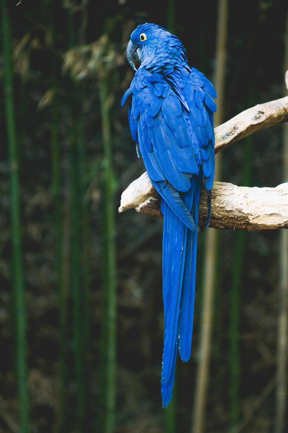 Free Image of Blue Bird Perched on Tree Branch 