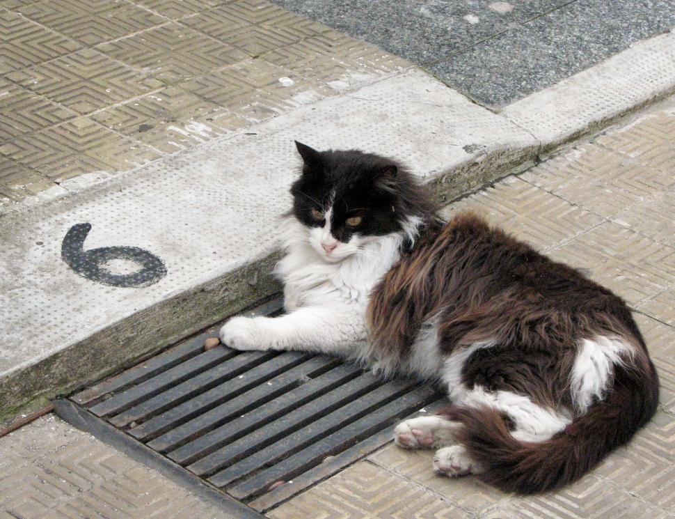 Free Image of Black and White Cat Laying on Metal Grate 