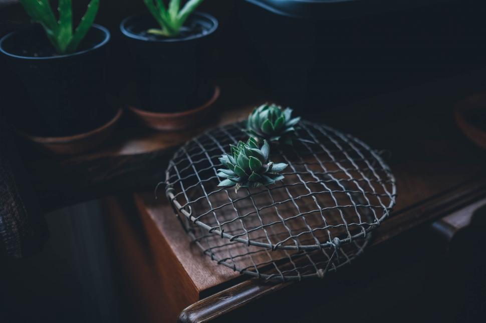 Free Image of Wire Basket With Succulent 