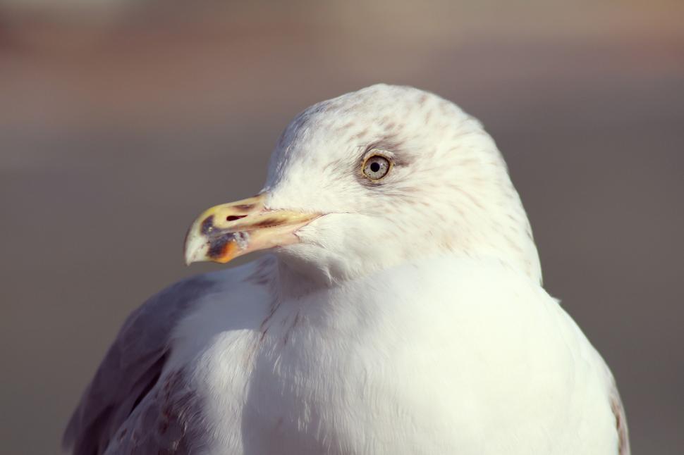 Free Image of Close Up of Bird With Blurry Background 