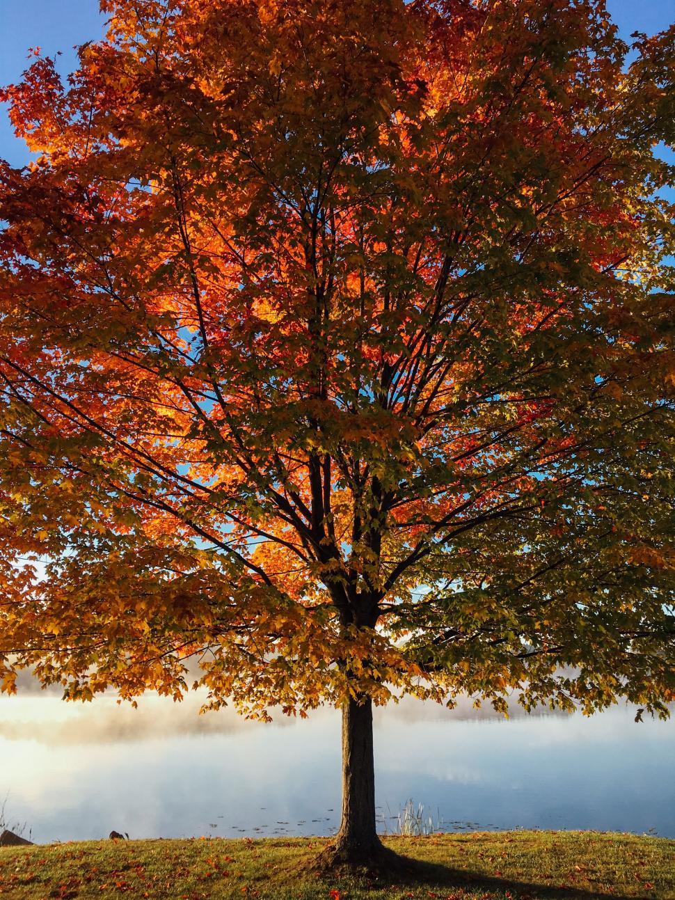 Free Image of Tree With Orange Leaves in the Fall 