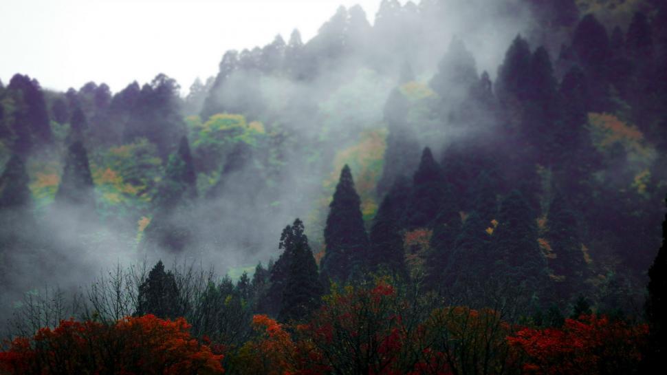 Free Image of Foggy Mountain With Foreground Trees 