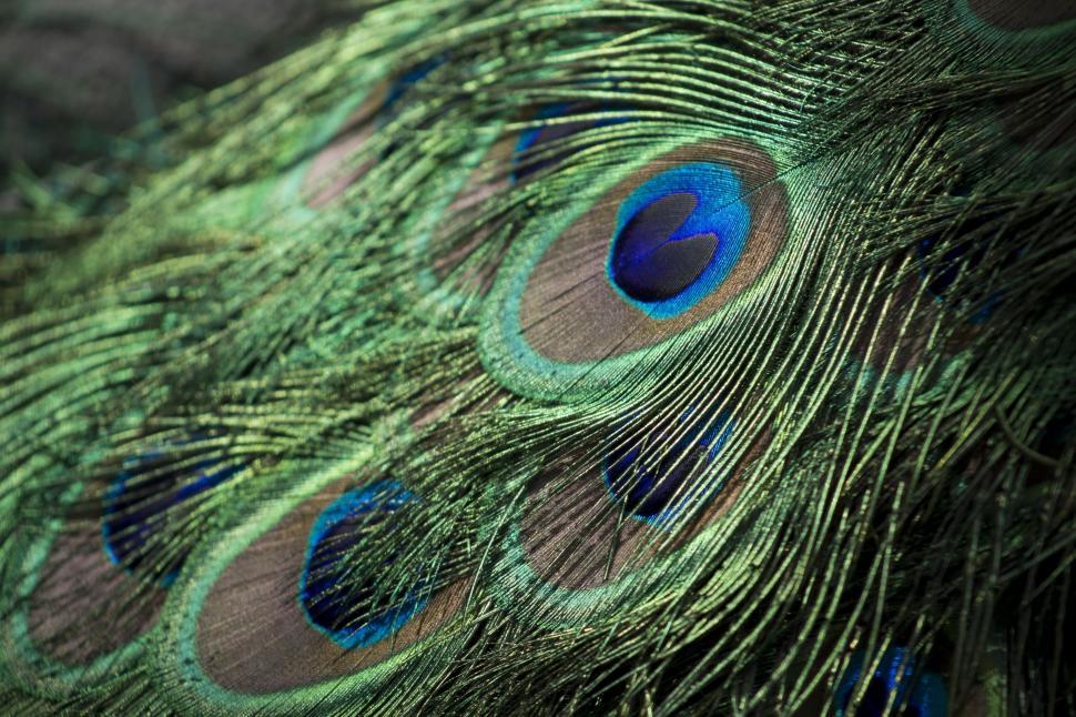 Free Image of Close Up of a Peacocks Tail Feathers 