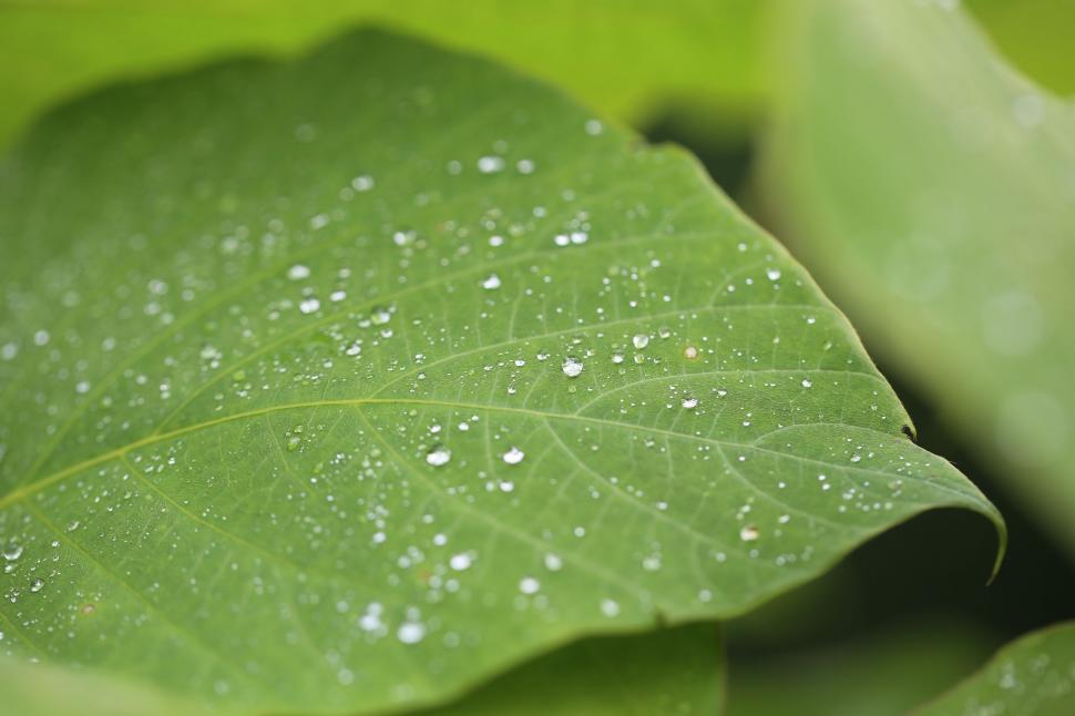 Free Image of Green Leaf With Water Droplets 