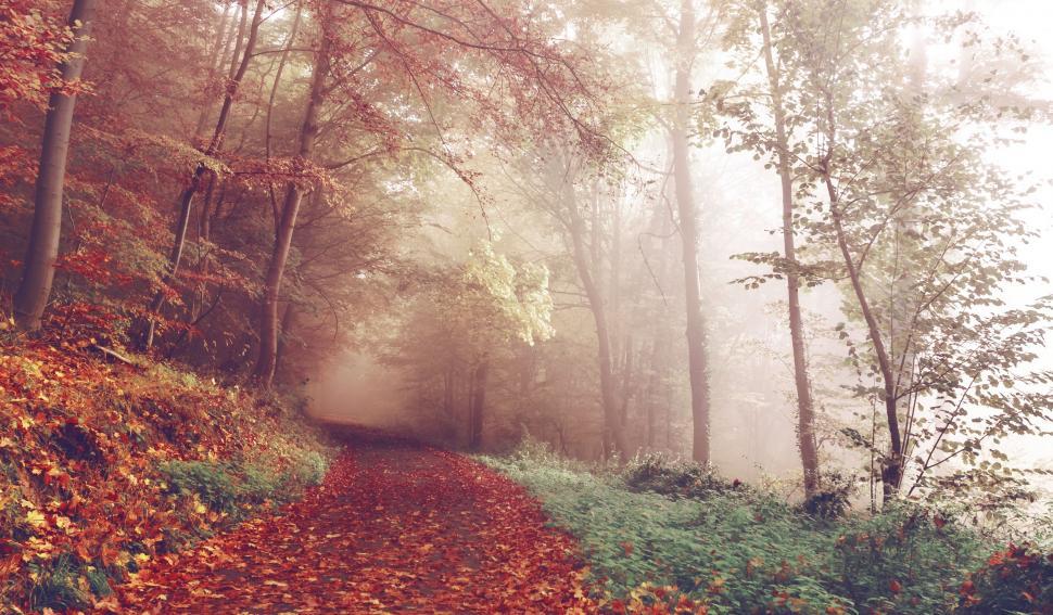 Free Image of A Path Through a Forest Covered in Fallen Leaves 