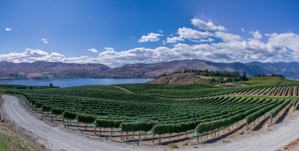 Free Image of Scenic Vineyard Overlooking Lake 