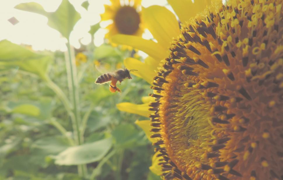 Free Image of Sunflower and Bee Interaction in Sunflower Field 
