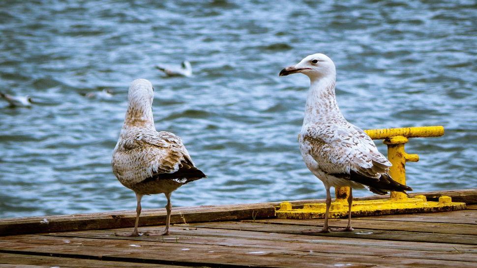 Free Image of Two Seagulls Standing on Dock by Water 