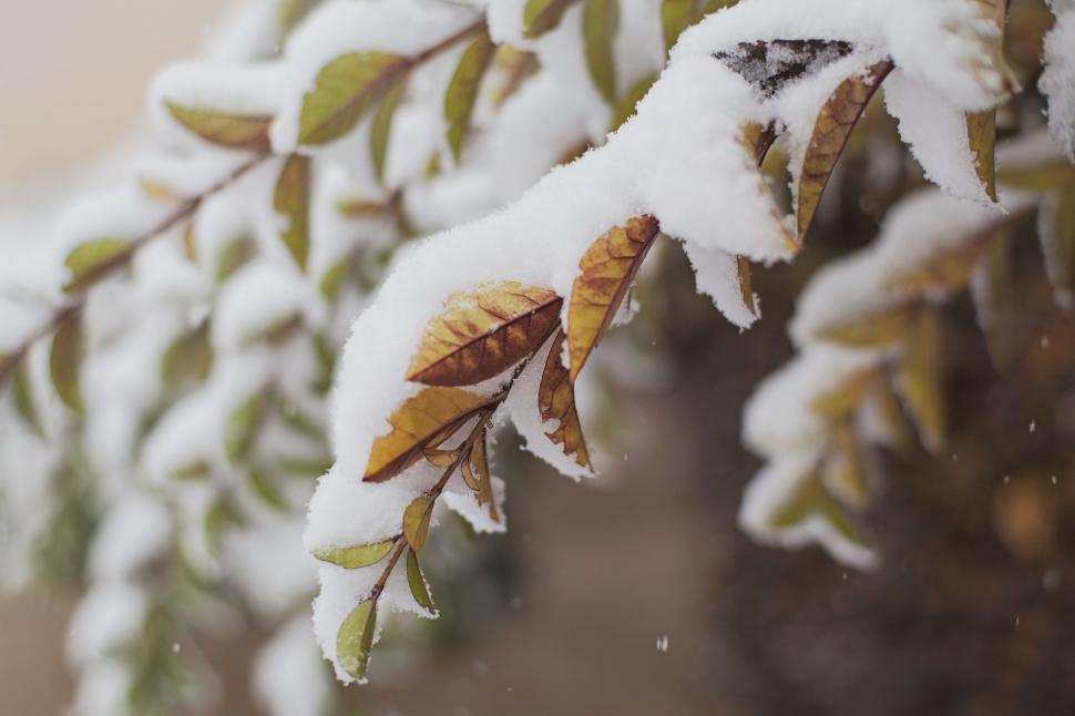 Free Image of Close Up of Snow on a Tree Branch 