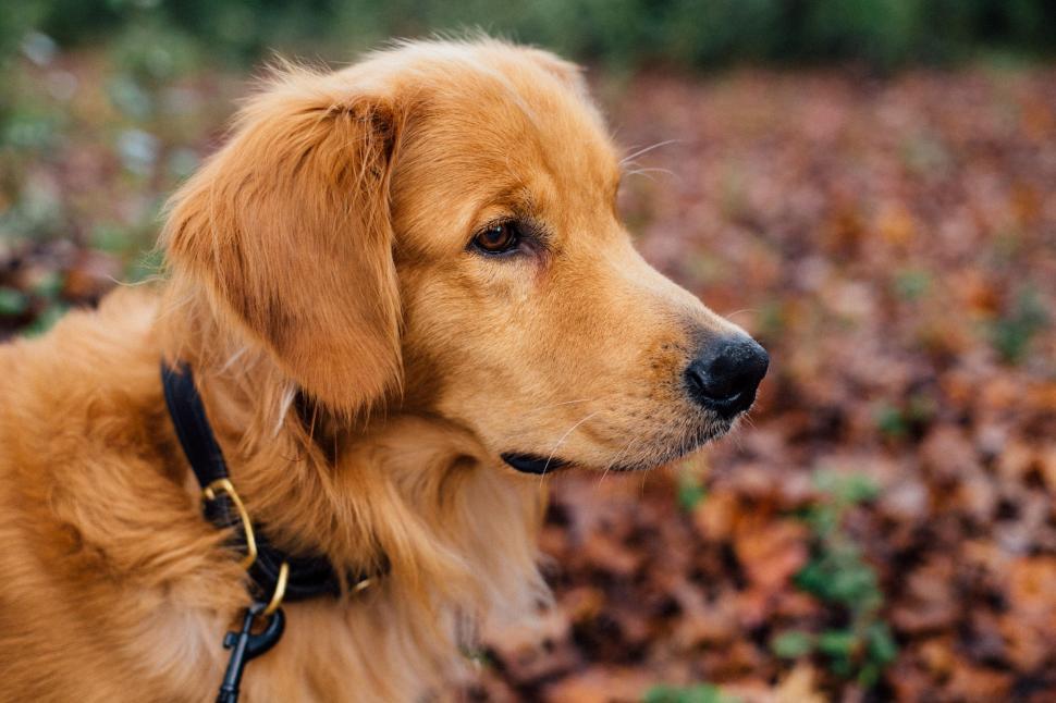 Free Image of Golden Retriever Dog Standing in Pile of Leaves 