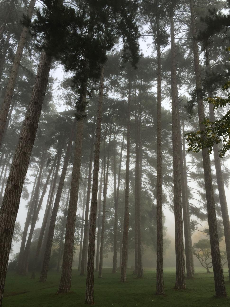 Free Image of Towering Trees in Dense Forest 