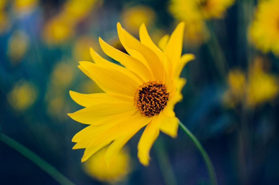 Free Image of Close Up of a Yellow Flower With Blurry Background 
