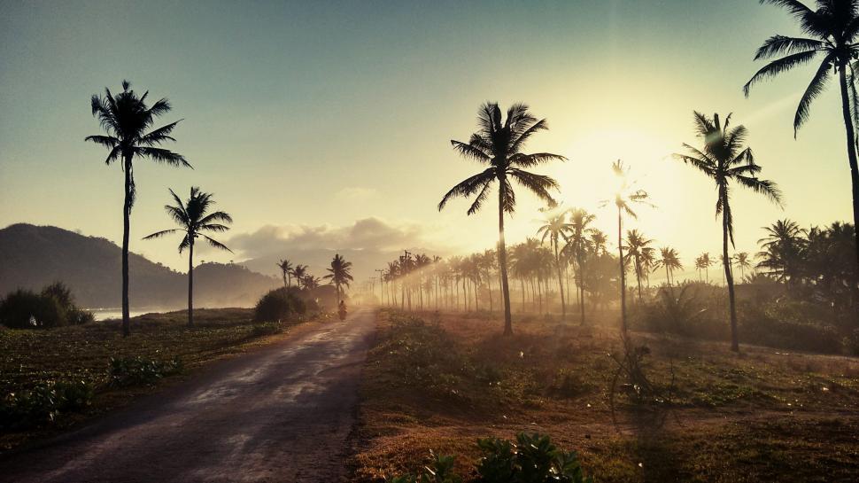 Free Image of Dirt Road Surrounded by Palm Trees on a Sunny Day 