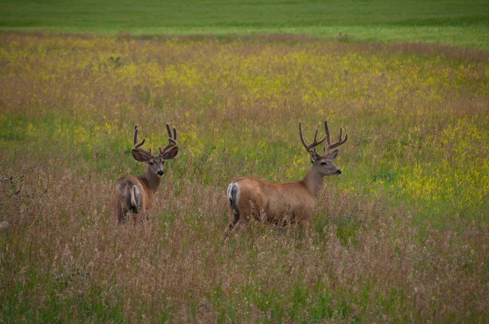 Free Image of Two Deer Standing on Grass-Covered Field 