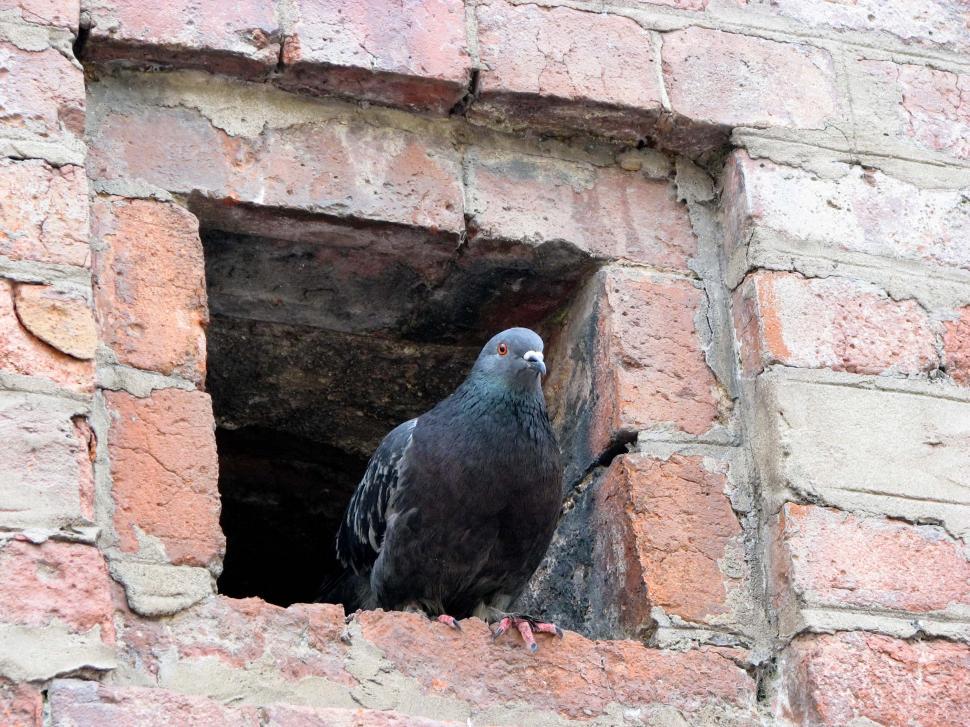 Free Image of Black Bird Perched on Brick Window Sill 