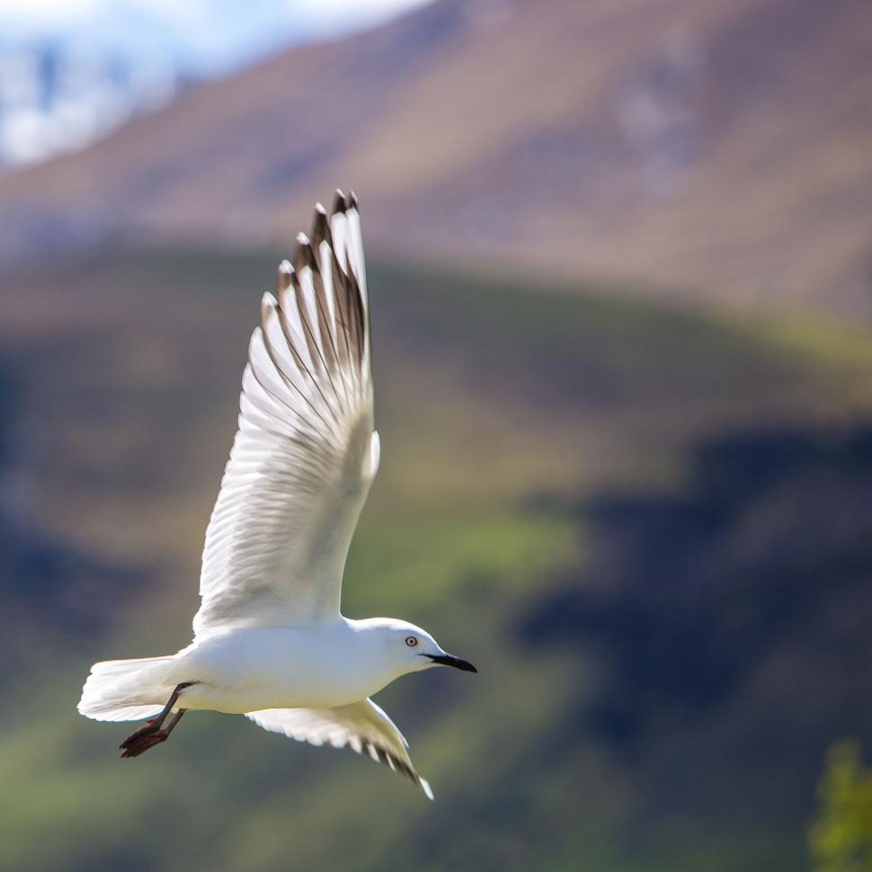 Free Image of White Bird Flying Over Lush Green Hillside 