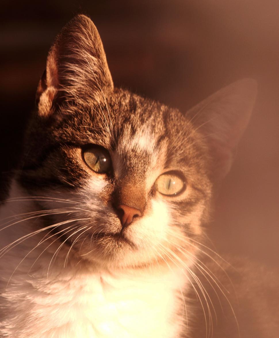 Free Image of Close-Up of Cat With Blurry Background 
