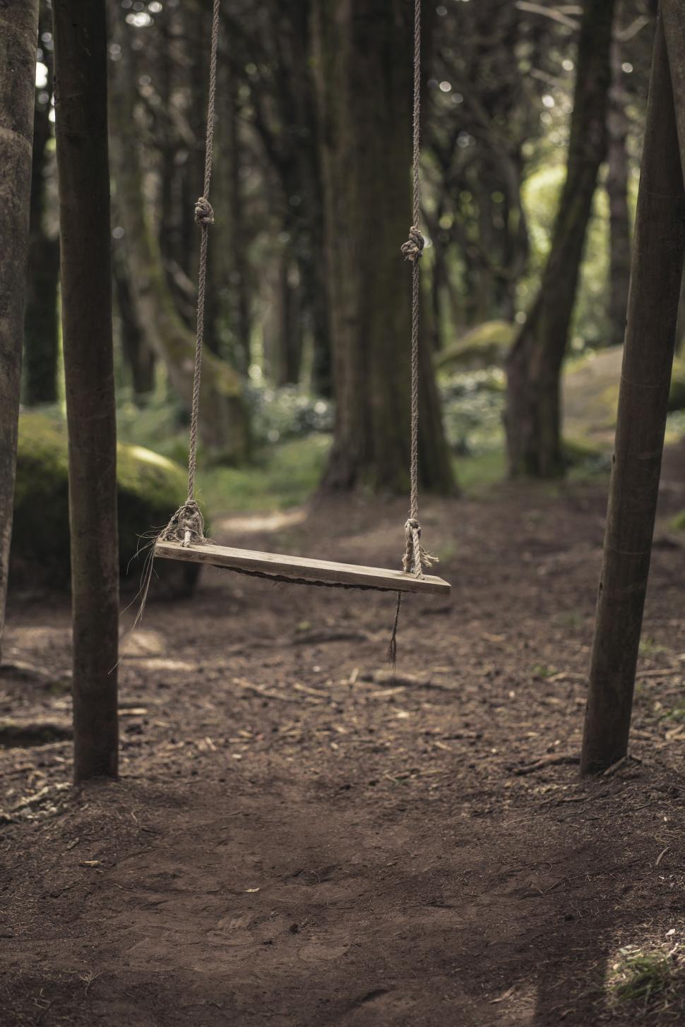 Free Image of Swing Hanging From Tree in Forest 