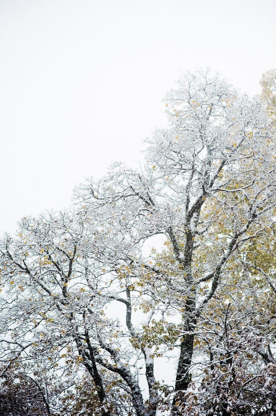 Free Image of Snow-Covered Large Tree Next to Forest 
