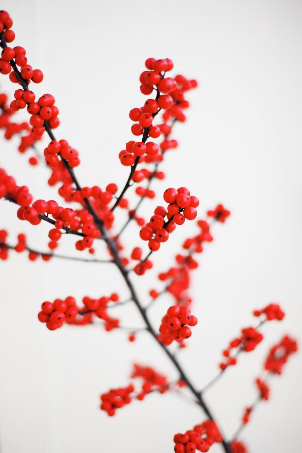 Free Image of Branch With Red Berries on White Background 
