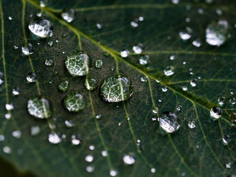 Free Image of drop leaf rain dew water plant spring environment wet drops growth droplet grass fresh freshness raindrop 