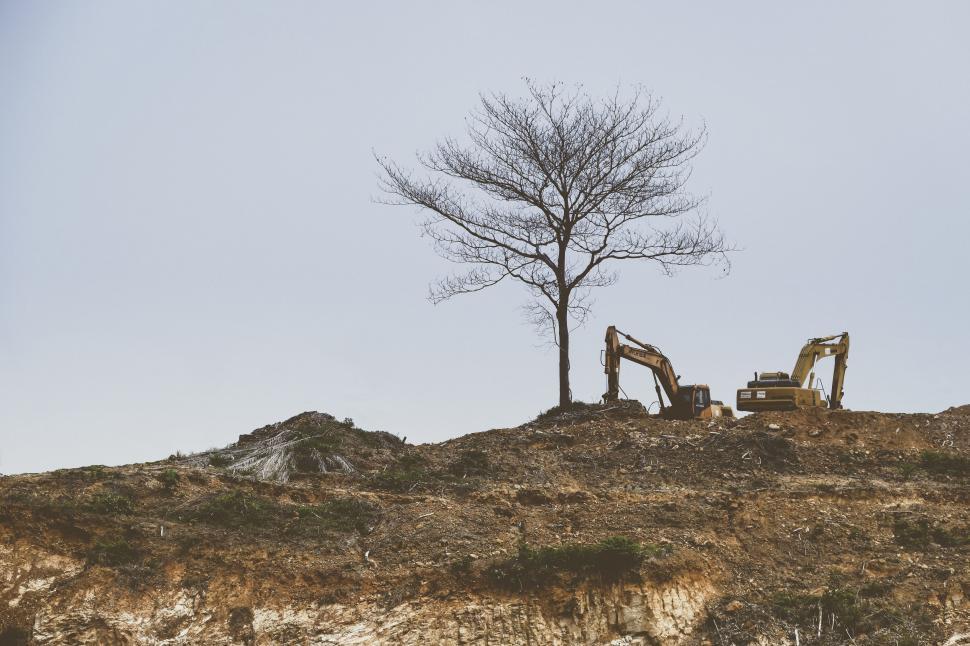 Free Image of Two Trees Standing on Top of a Hill 